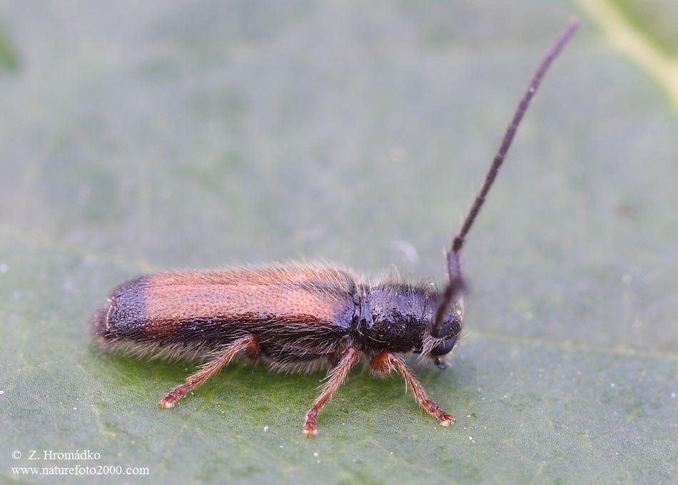 kozlíček, Tetrops starkii Chevrolat, 1859, Cerambycidae (Brouci, Coleoptera)